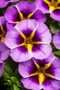 Калибрахоа Caliloco Starfire Lavender (срезы/5шт)