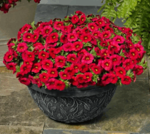 Калибрахоа Calipetite Red (срезы/5шт)