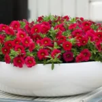 AUTO-DRAFT от Завода ФЛОРА