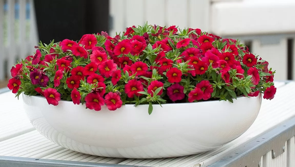 AUTO-DRAFT от Завода ФЛОРА