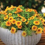 AUTO-DRAFT от Завода ФЛОРА