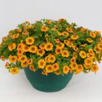 AUTO-DRAFT от Завода ФЛОРА