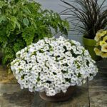 AUTO-DRAFT от Завода ФЛОРА