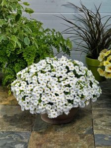 Калибрахоа Calipetite White (срезы/5шт)