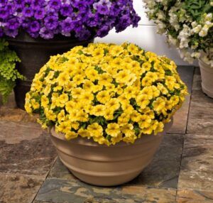 Калибрахоа Calipetite Yellow (срезы/5шт)