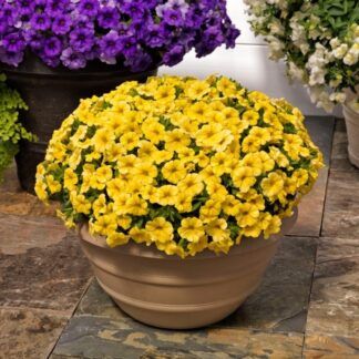 AUTO-DRAFT от Завода ФЛОРА