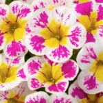 AUTO-DRAFT от Завода ФЛОРА