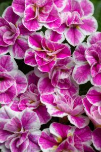 Калибрахоа Candy Shop Double Bubblegum (срезы/5шт)