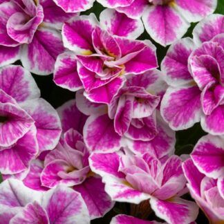 AUTO-DRAFT от Завода ФЛОРА