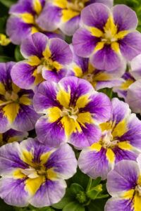 Калибрахоа Candy Shop Double Grape Splash (срезы/5шт)