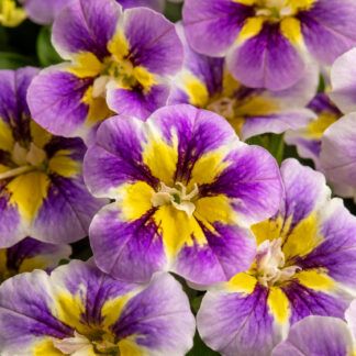 AUTO-DRAFT от Завода ФЛОРА