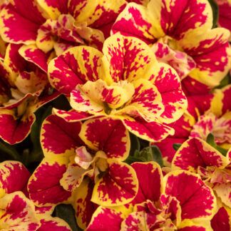 AUTO-DRAFT от Завода ФЛОРА