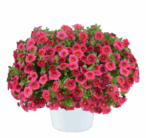 Калибрахоа Lia Cranberry (срезы/5шт)