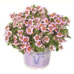 AUTO-DRAFT от Завода ФЛОРА