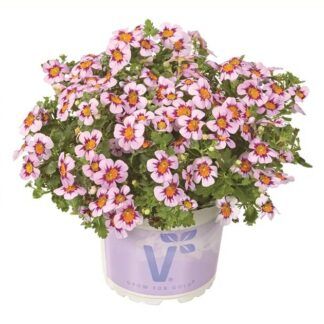 AUTO-DRAFT от Завода ФЛОРА