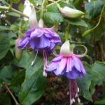 AUTO-DRAFT от Завода ФЛОРА