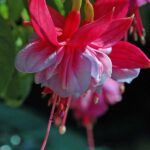 AUTO-DRAFT от Завода ФЛОРА