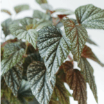 AUTO-DRAFT от Завода ФЛОРА