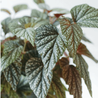 AUTO-DRAFT от Завода ФЛОРА