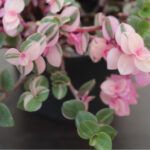 AUTO-DRAFT от Завода ФЛОРА