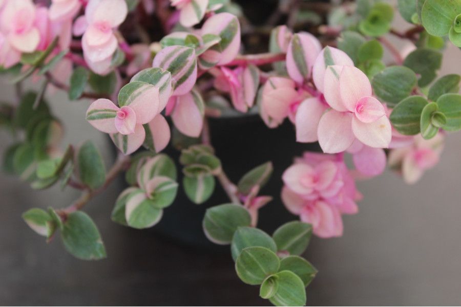 AUTO-DRAFT от Завода ФЛОРА