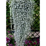 Дихондра серебристая от Завода ФЛОРА