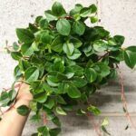 AUTO-DRAFT от Завода ФЛОРА