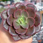 AUTO-DRAFT от Завода ФЛОРА