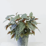 AUTO-DRAFT от Завода ФЛОРА