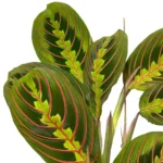 AUTO-DRAFT от Завода ФЛОРА