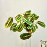 AUTO-DRAFT от Завода ФЛОРА