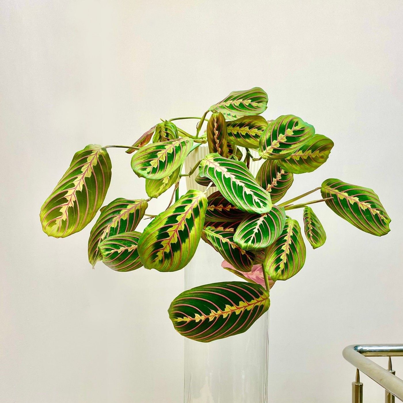 AUTO-DRAFT от Завода ФЛОРА