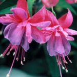 AUTO-DRAFT от Завода ФЛОРА