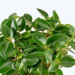 AUTO-DRAFT от Завода ФЛОРА