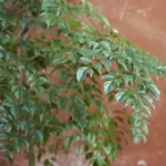 AUTO-DRAFT от Завода ФЛОРА