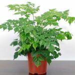 AUTO-DRAFT от Завода ФЛОРА