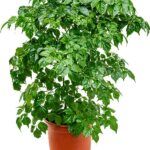 AUTO-DRAFT от Завода ФЛОРА