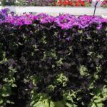 Петуния Go!Tunia Black от Завода ФЛОРА