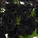 AUTO-DRAFT от Завода ФЛОРА