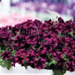 AUTO-DRAFT от Завода ФЛОРА