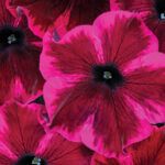 AUTO-DRAFT от Завода ФЛОРА