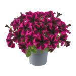 AUTO-DRAFT от Завода ФЛОРА