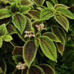 Пилея “Pilea Moon Valley” от Завода ФЛОРА