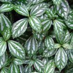 AUTO-DRAFT от Завода ФЛОРА