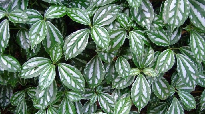 AUTO-DRAFT от Завода ФЛОРА