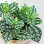 AUTO-DRAFT от Завода ФЛОРА