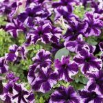 AUTO-DRAFT от Завода ФЛОРА