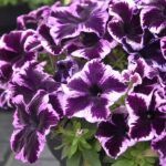 AUTO-DRAFT от Завода ФЛОРА