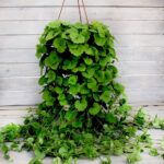 AUTO-DRAFT от Завода ФЛОРА