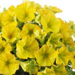 AUTO-DRAFT от Завода ФЛОРА